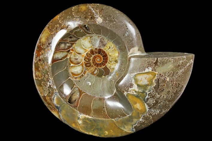 Wide Polished Fossil Ammonite Dish - Inlaid Ammonite #133251